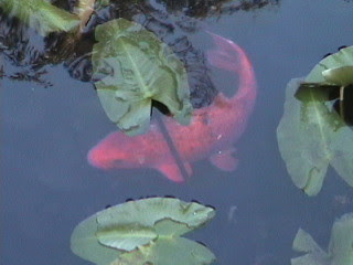 Local Carp
