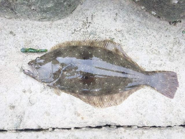 タンポリでヒラメ ソゲ の釣果 12 06 09 みやつり