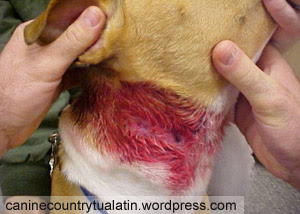 Shock Collars: Do You Really Want To Hurt Me?