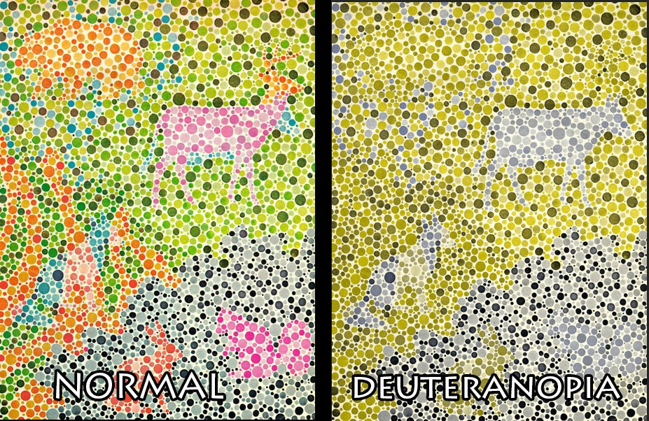 Reverse Colorblind Test With Animals Colorblind