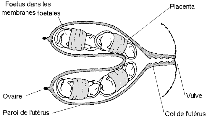 Gestation Ce Qui Se Produit