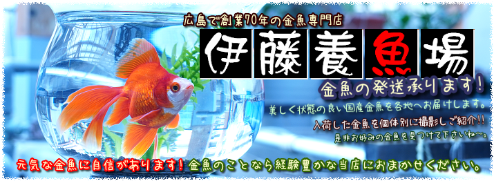 金魚飼育に必要なもの