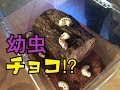 [新しいコレクション] 幼虫チョコ 土 301548-幼虫チョコ 土