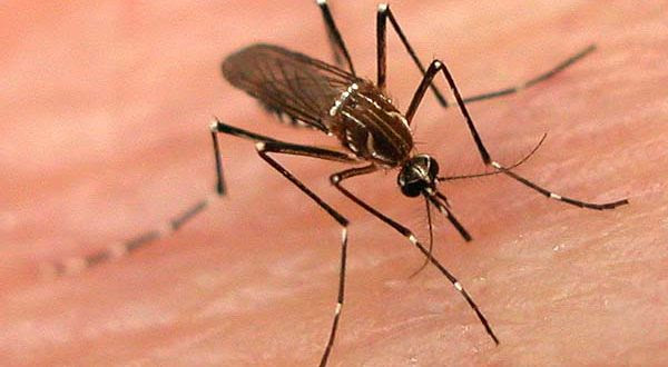 Número de doenças motivadas pelo Aedes aegipty cresce a cada dia