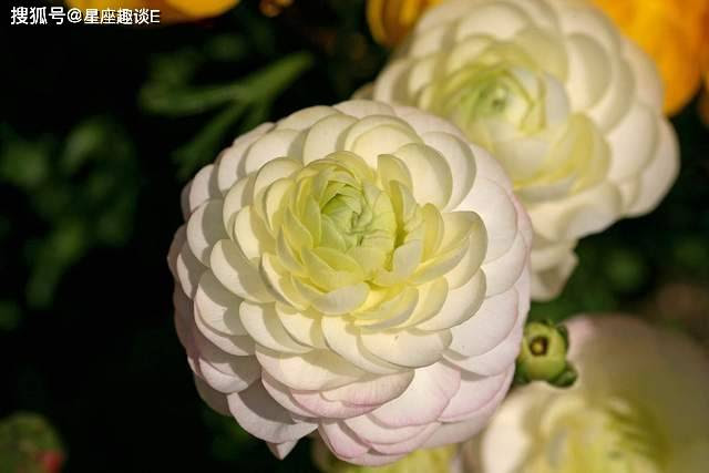 12月27日爱情运势 十指紧扣 心心相印的四大星座 伴侣