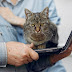 Pawsitively Productive: The Benefits of Cats in the Workplace