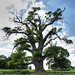 Oak Tree