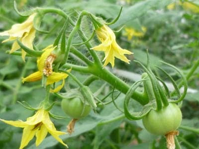 トマトの花が落ちる理由は 園芸ナビ 花と野菜の育て方