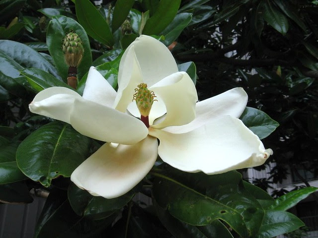 magnolia