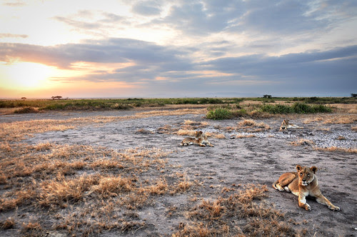 LionsatSunset