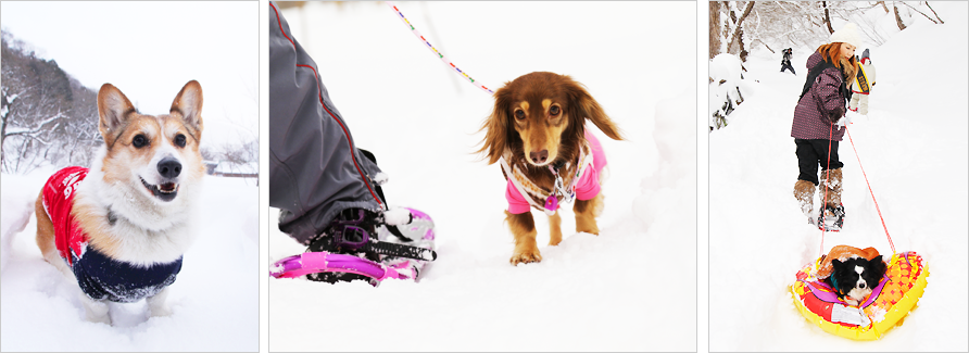 愛犬と遊ぶスノートレッキング In 群馬みなかみ Dec Dog Event Club ワンズクエスト株式会社