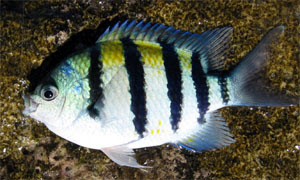 First Try To Fishing