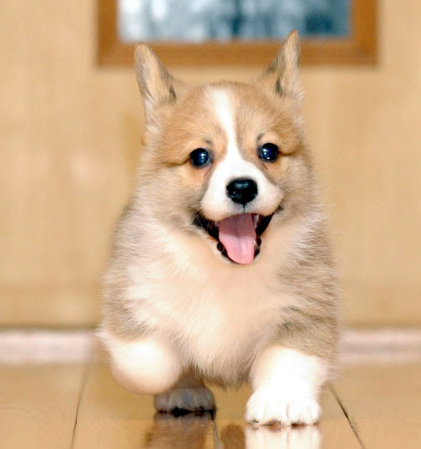コーギー子犬男の子３番君 バーミーウィンズ