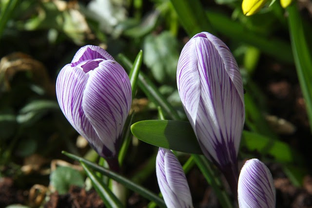 crocuses 2011