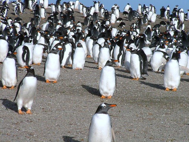 © FIG, Falklands Penguins - Gentoo