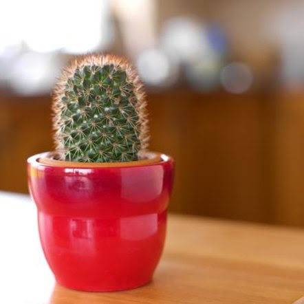 How to Bring a Cactus Indoors for Winter | Home Guides ...