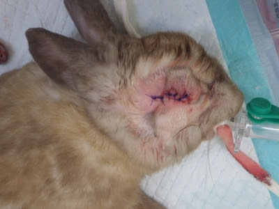うさぎの眼内膿瘍 眼球摘出 オアシス便り 垂水オアシス動物病院