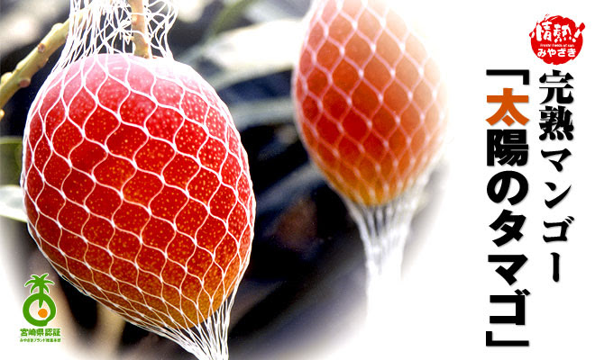 みやざきブランド推進本部 完熟マンゴー 太陽のタマゴ