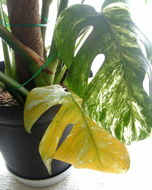 水不足でモンステラの葉が枯れたぁ Tot Kobiのシークレットガーデン 観葉植物 多肉植物の育て方