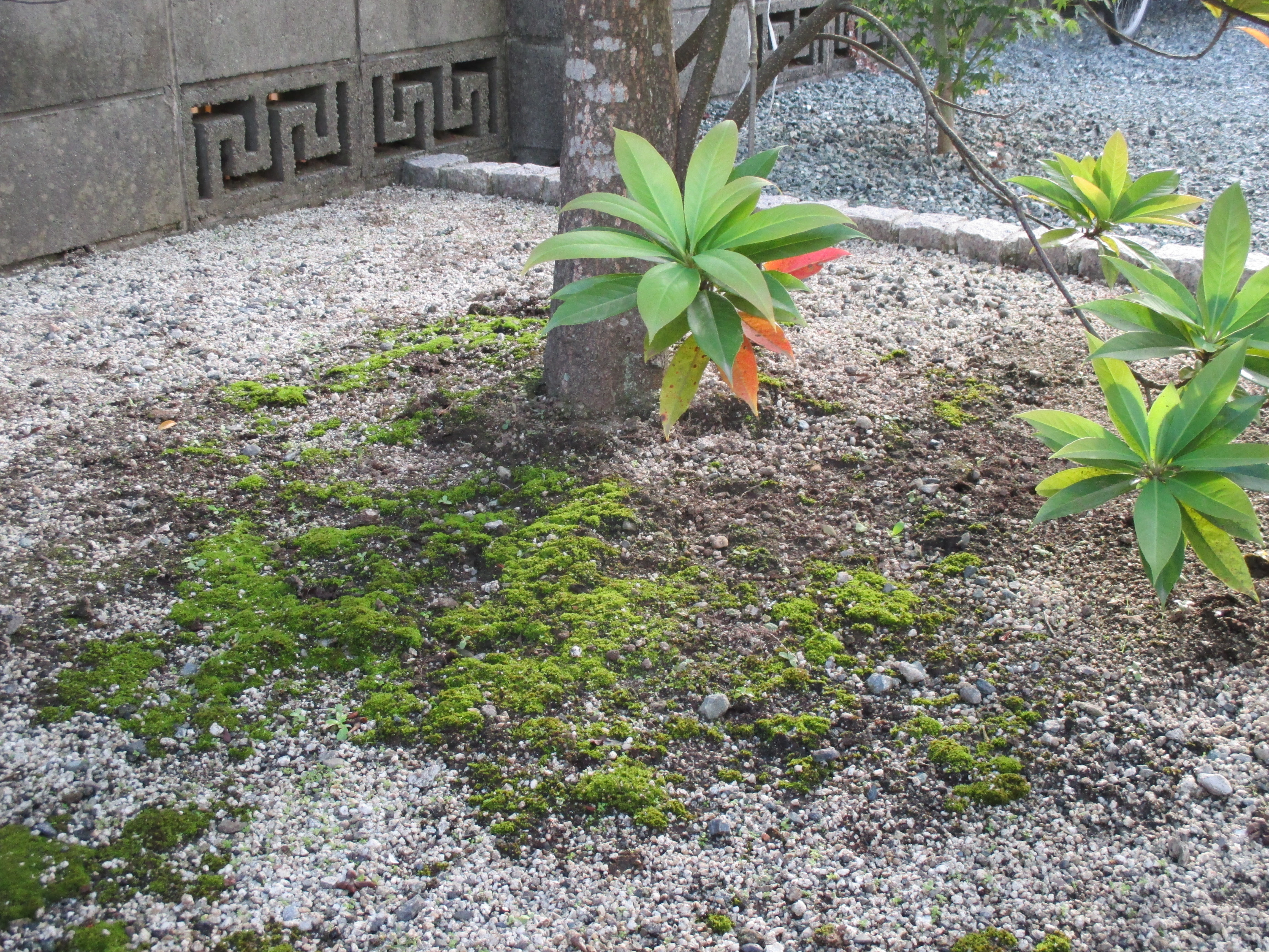 庭の地面にコケが生えてきた 木造注文住宅の家づくり Com