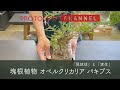[ベスト] オペルクリカリア パキプス 育て方 272405