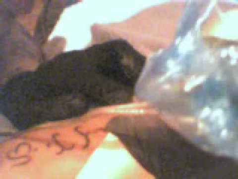 alibata tattoo. Tribal Filipino Sun amp; Ali Bata Tattoo 9:52