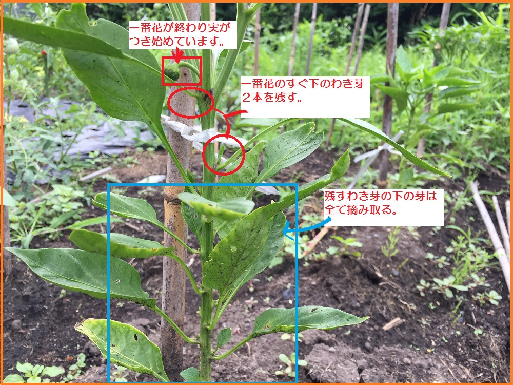 ピーマンの４つの手入れ方法 支柱の立て方やわき芽かき 肥料や水やりについて ずぼら主婦の家庭菜園ブログ