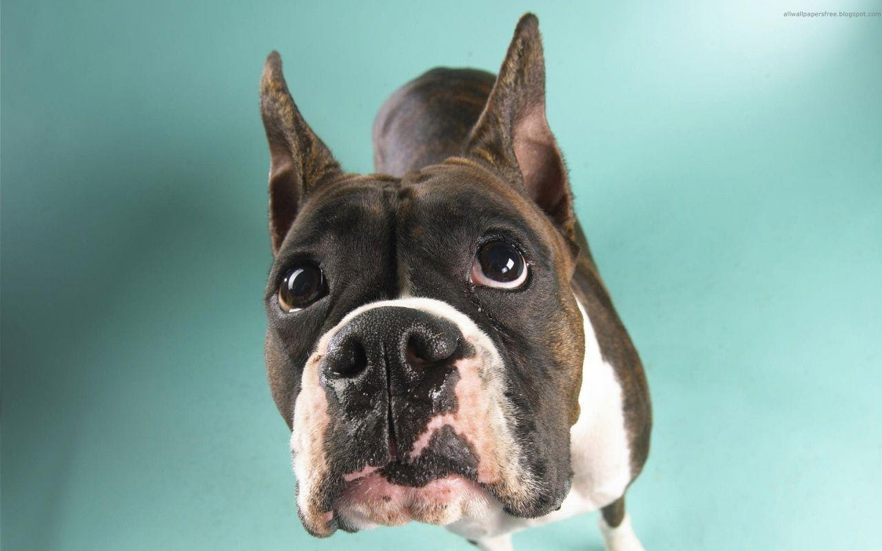 Funny Dog Wallpapers - Wallpaper Cave