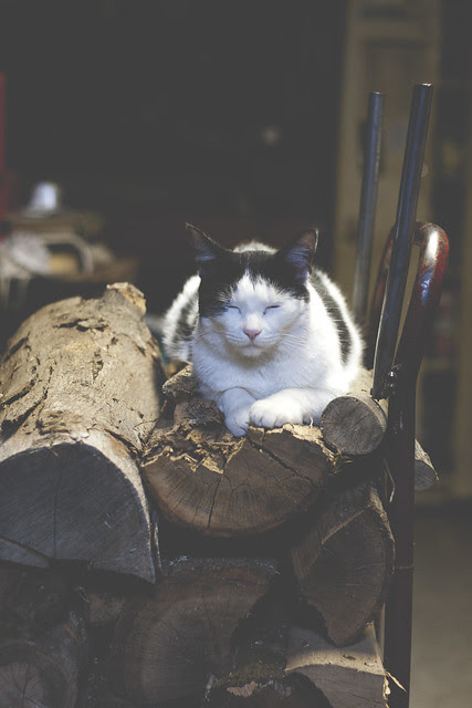 cat by the woodstove 3