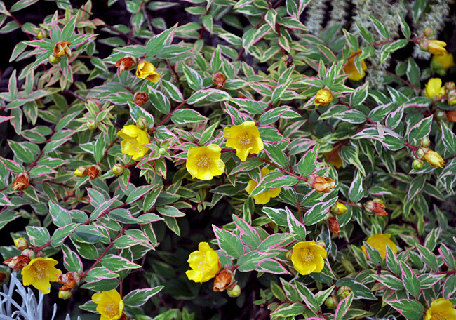 ヒペリカム トリカラー10 バリエガータ