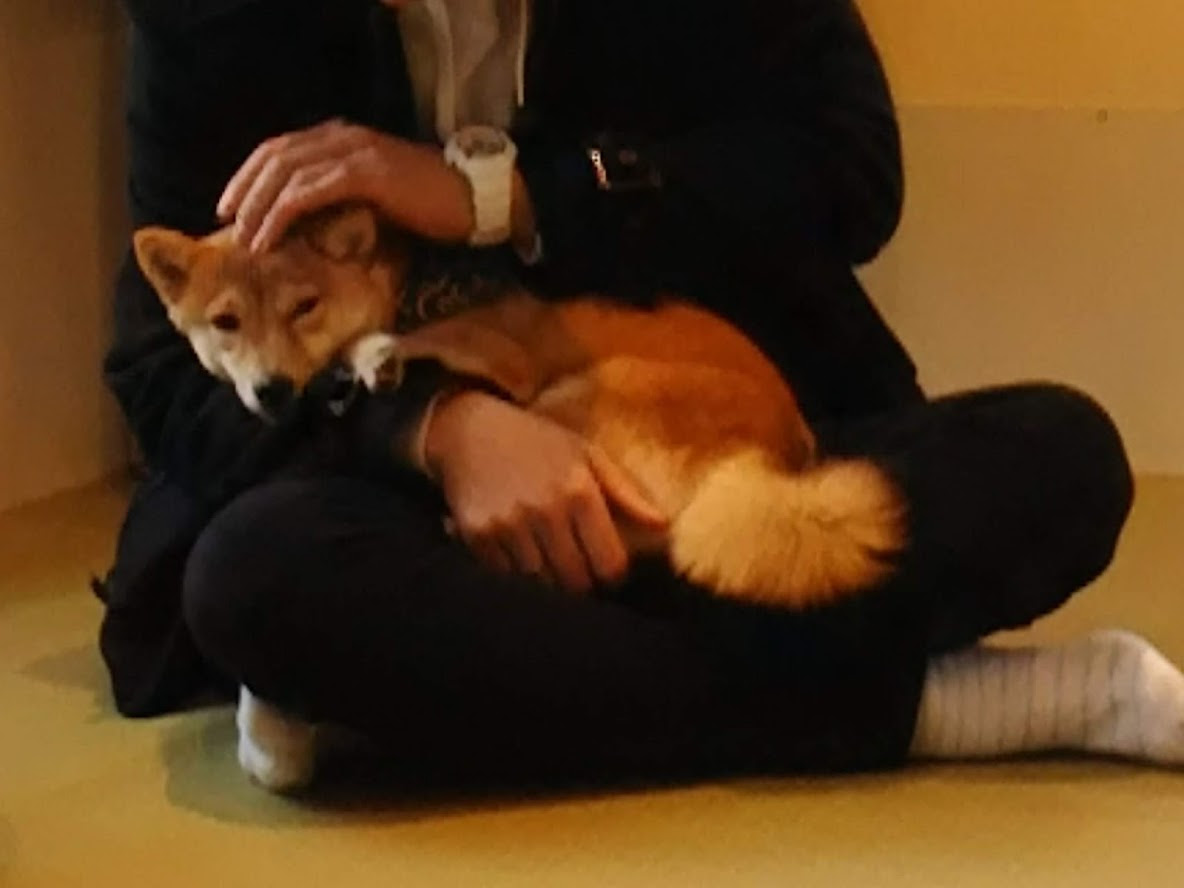 鎌倉 小町通り 鎌倉乃豆柴カフェ を見学 角田晶生 フリーライター 角田晶生 つのだ あきお