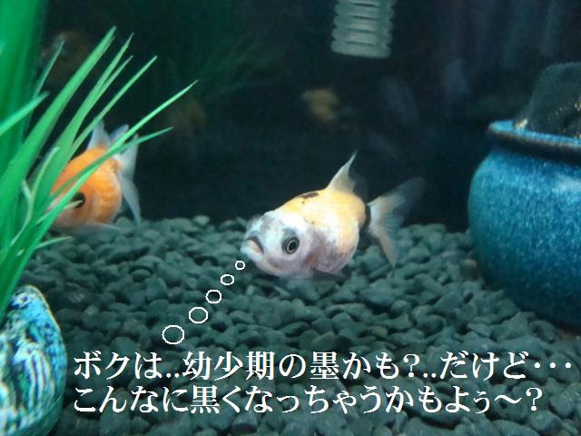 金魚飼育の真髄 金魚飼育完全マニュアル 金魚 伝心伝承 黒斑病 原因 症状 治療方法 注意点 黒ソブ 体表の黒ずみ 黒いシミ