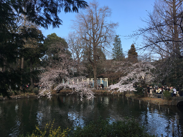 19平成最後の桜記録 井の頭公園 いのぜん 井の頭公園vs善福寺公園