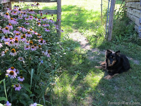(24) Lucky Buddy Bear on baby chick guard duty by the echinacea - FarmgirlFare.com