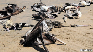 Pelícanos muertos