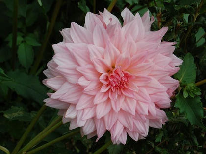 ９月３日の誕生花 ダリア 花図鑑日記
