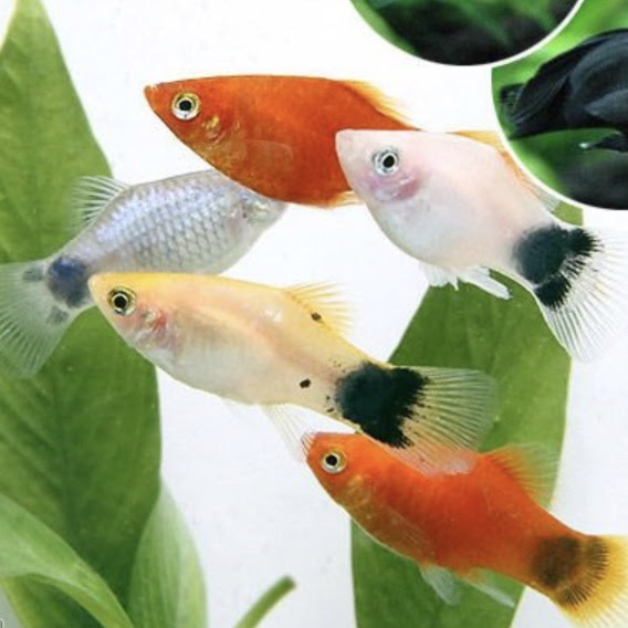 プラティを飼っているのですが 一緒に混泳できる魚は Sakana Tachihara Com 水槽で飼える生き物たち