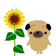 image4427.gif