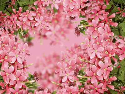 Flourish background