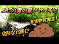 ミナミヌマエビ フン 長い 425468-ミナミヌマエビ フン 長い