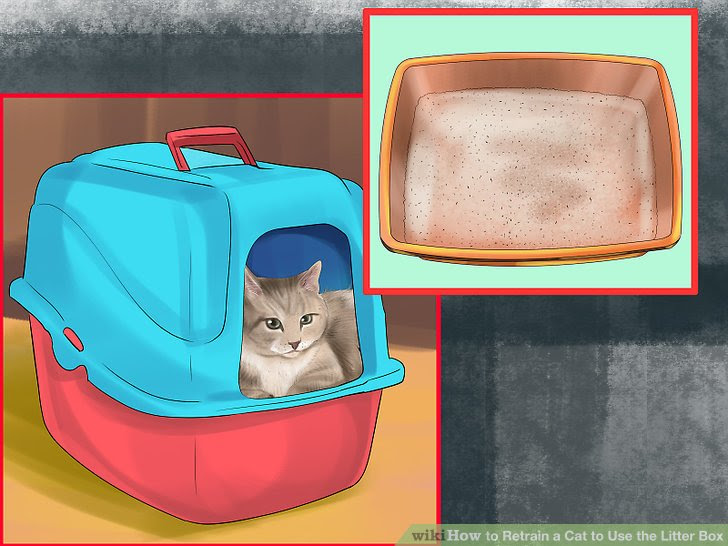 Retrain a Cat to Use the Litter Box Step 4 Version 4.jpg