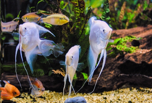 エンゼルフィッシュの飼育 60ｃｍ水槽で何匹飼える 熱帯魚 淡水魚 海水魚の図鑑