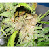 Wind Burn On Weed Plants : Make sure use this information, to find the right spot for your fence.