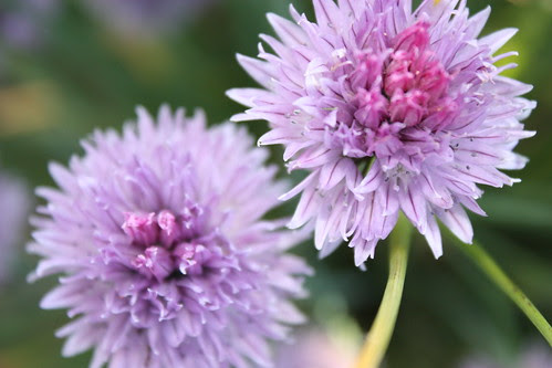 Chive Flowers