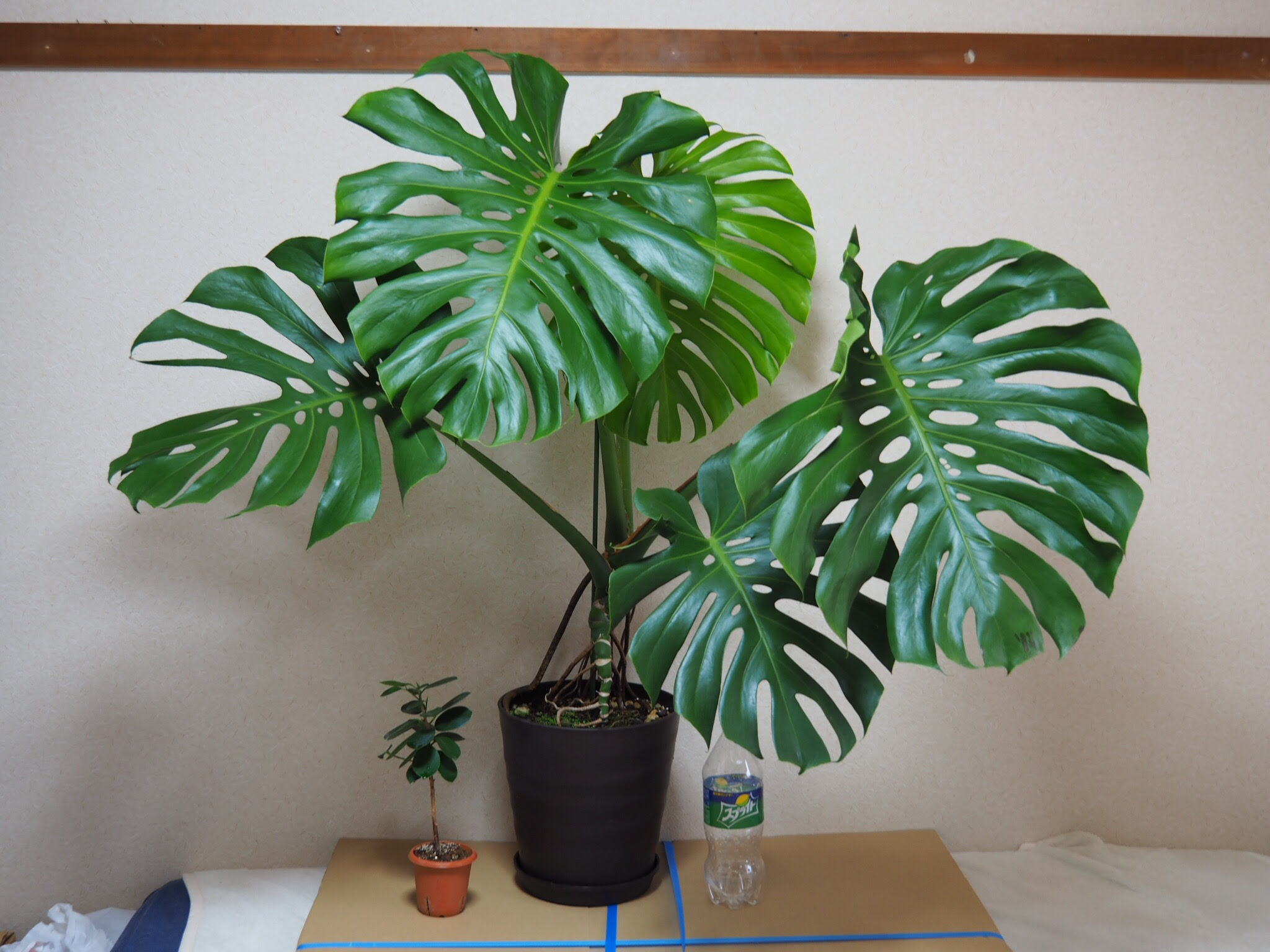 習字 筆 45 45cm おしゃれ おもしろ かわいい ゆるい カバー クッション シュール シンプル プレゼ リネン 北欧 正方形 白 綿100 面白い 爆安プライス おもしろ