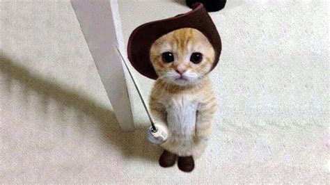 super cute cats compilation youtube