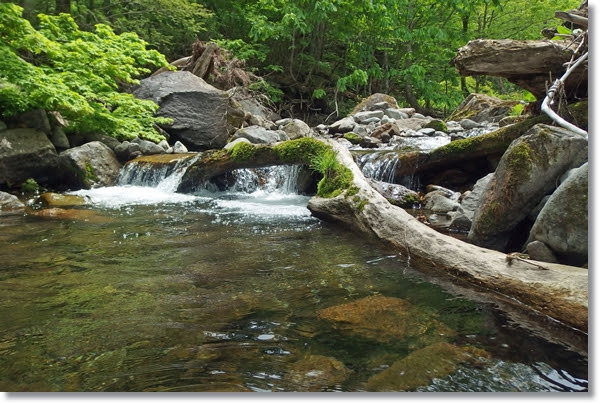 宮城の山にイワナ湧く 明日も釣り日和