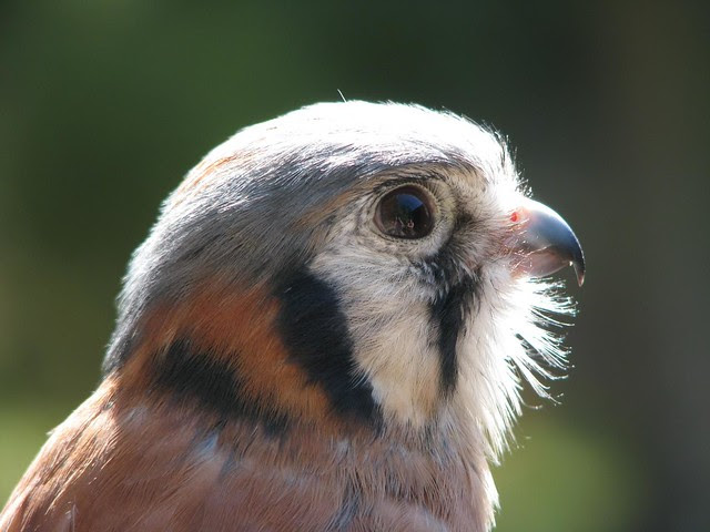 Patrick the American Kestrel