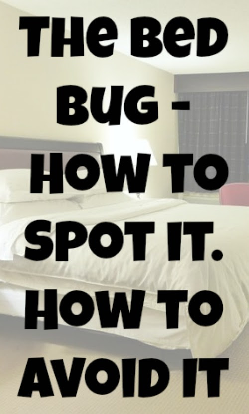 Bed Bugs