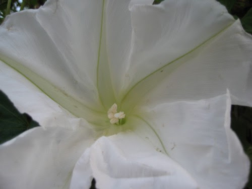 Moonflower